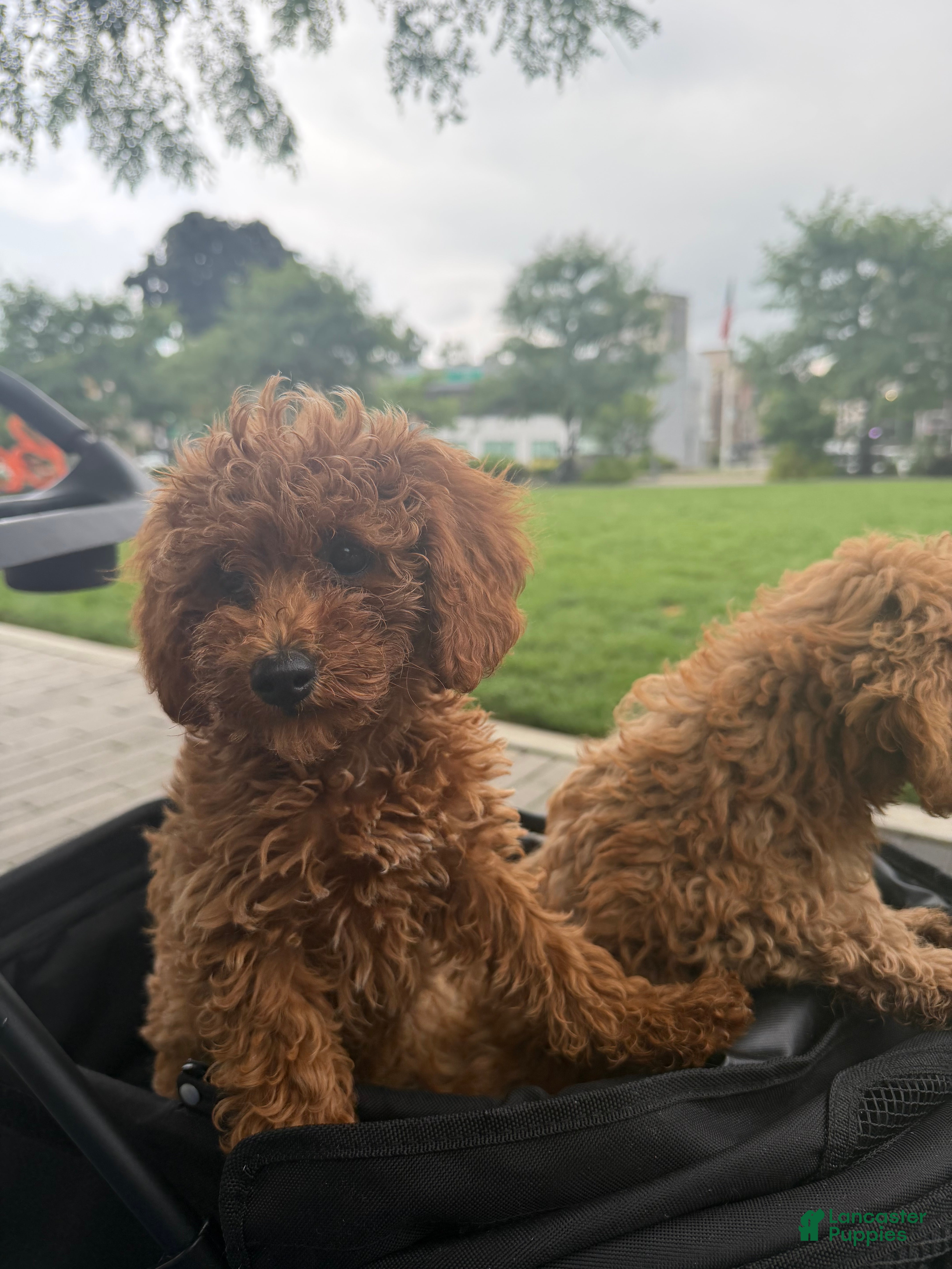 Miniature Poodle dogs Mini Bryan  - Ad 2