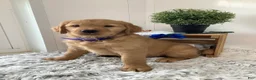 Golden Retriever dogs for sale: Golden Retriever -  Beetle  - Ad 1