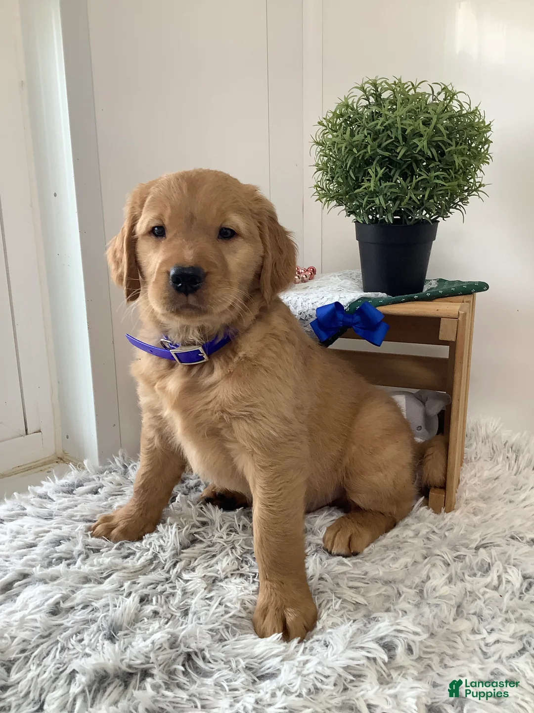 Golden Retriever dogs for sale: Golden Retriever -  Beetle  - Ad 1