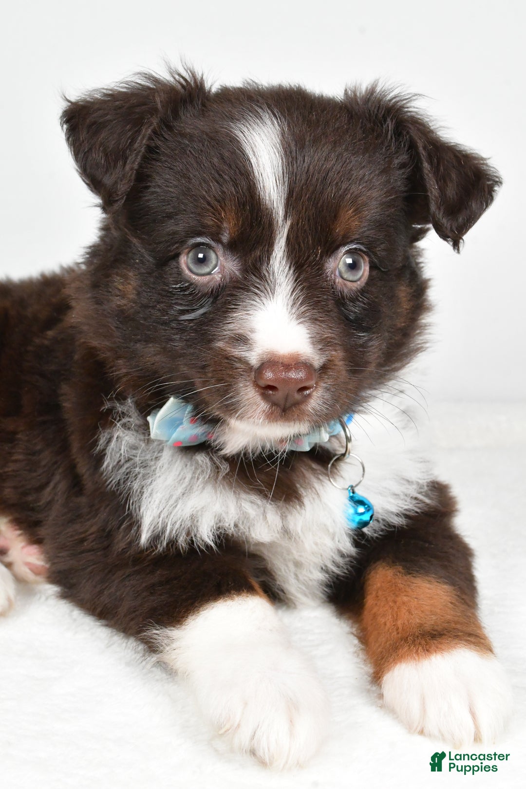 Mini Aussiedoodle dogs for sale: Stormy - Ad 5