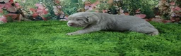 Labrador Retriever dogs for sale: Ember - Ad 9