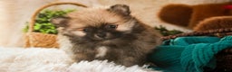 Pomeranian dogs for sale: Bingley - Ad 6