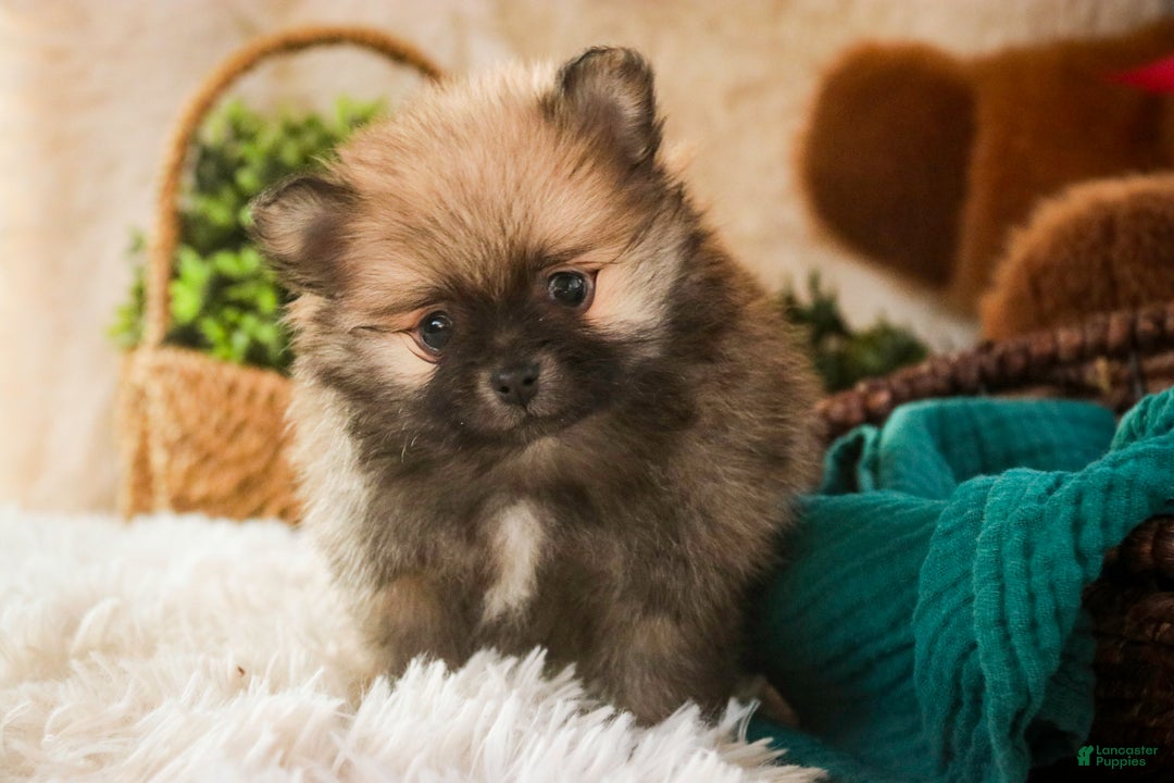 Pomeranian dogs for sale: Bingley - Ad 6