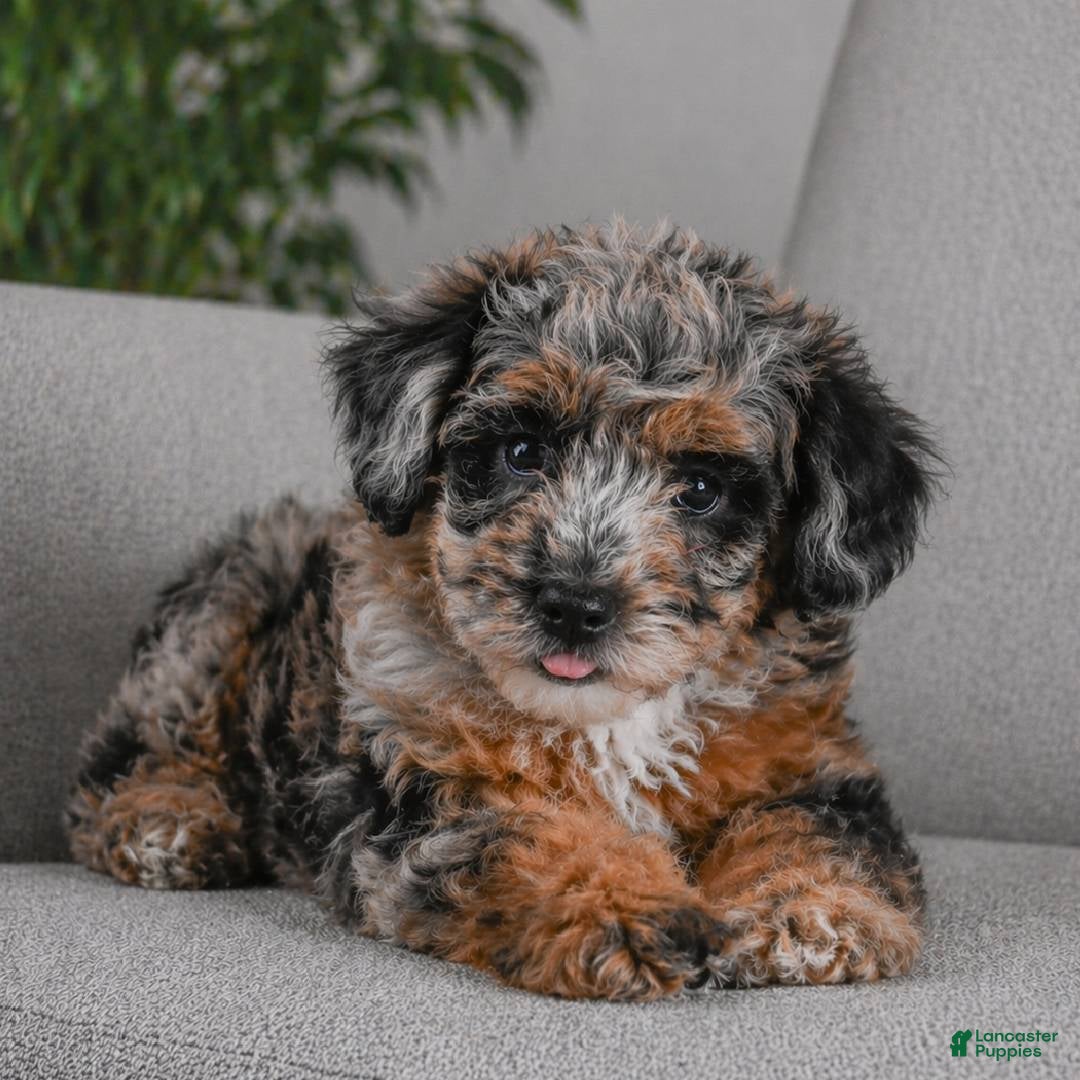 Miniature Poodle dogs mark - Ad 1