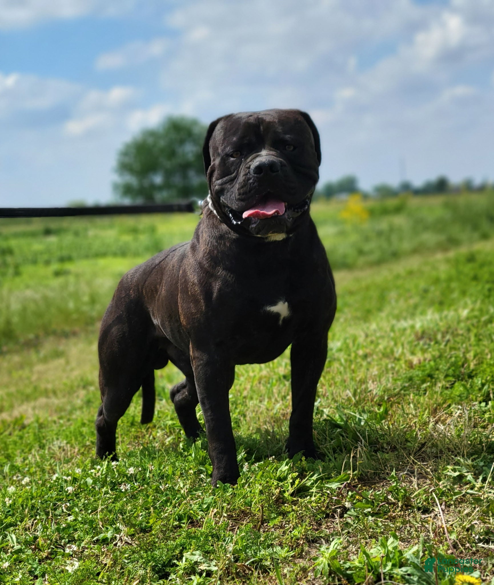 Olde English Bulldogge dogs Joey - Ad 2