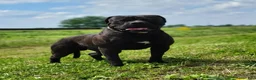 Olde English Bulldogge dogs for sale: Joey - Ad 2