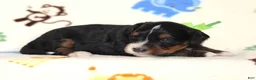 Mini Bernedoodle dogs for sale: Alson - Ad 1