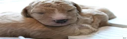 Mixed Breed dogs for sale: Teddy - Ad 3