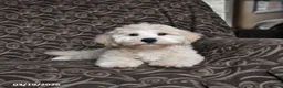 Maltipoo dogs for sale: Galen - Ad 1