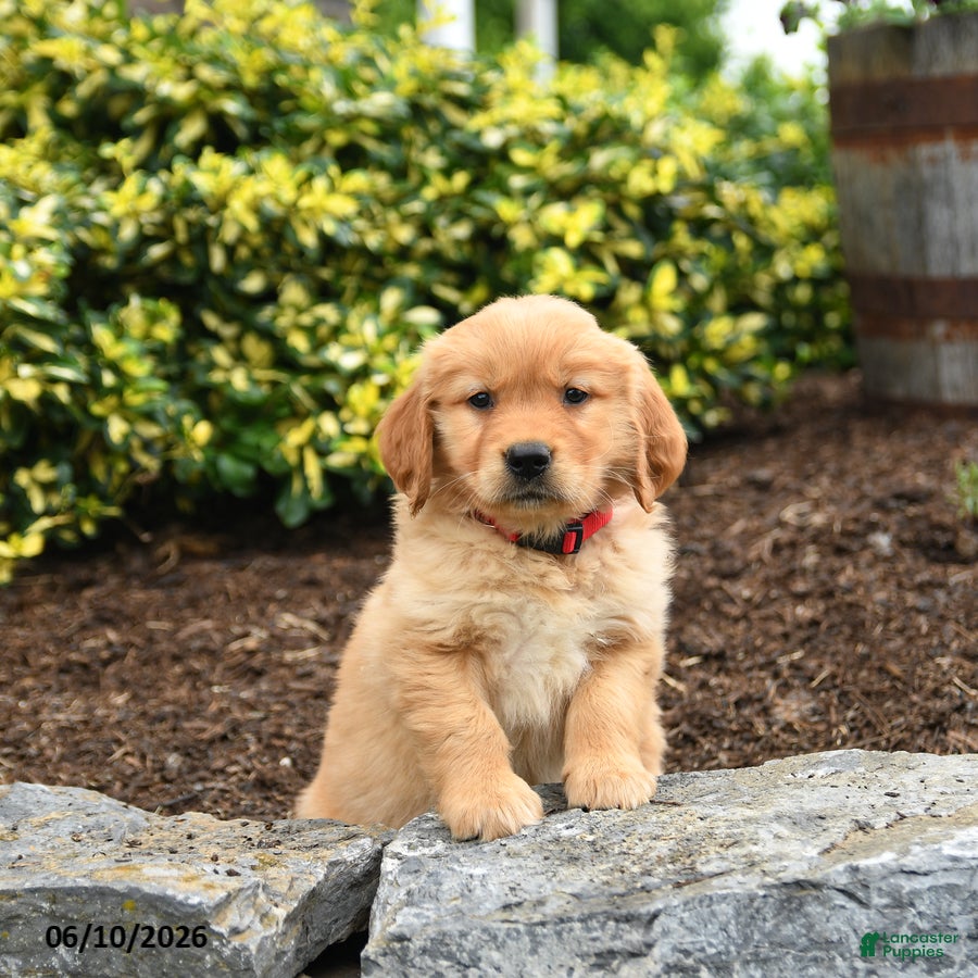 Golden Retriever dogs Junebug - Ad 1