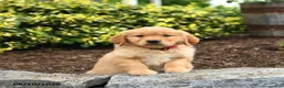 Golden Retriever dogs for sale: Junebug - Ad 1