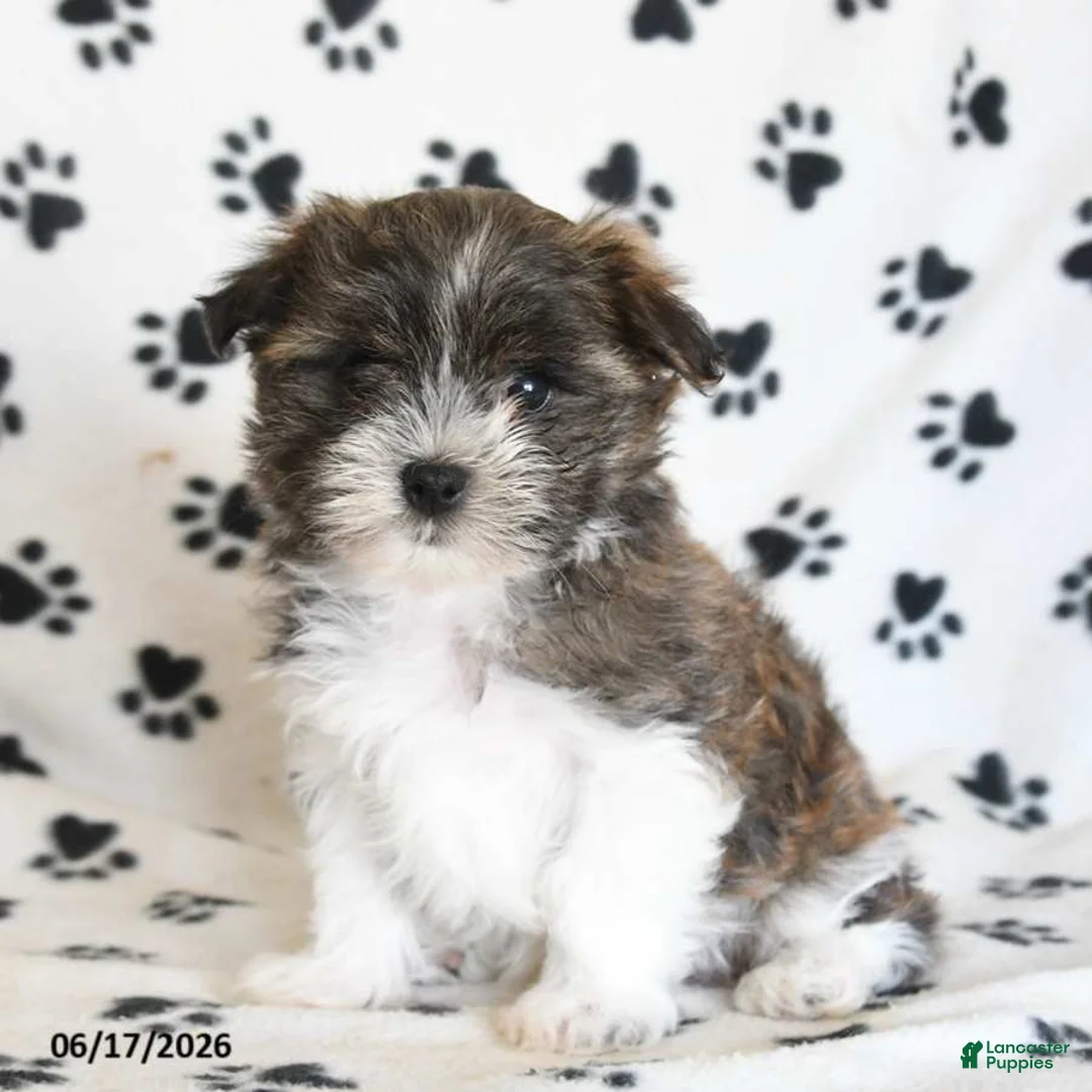 Malshi dogs for sale: Eeyore - Ad 2