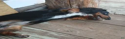 Dachshund dogs for sale: Buddy - Ad 5