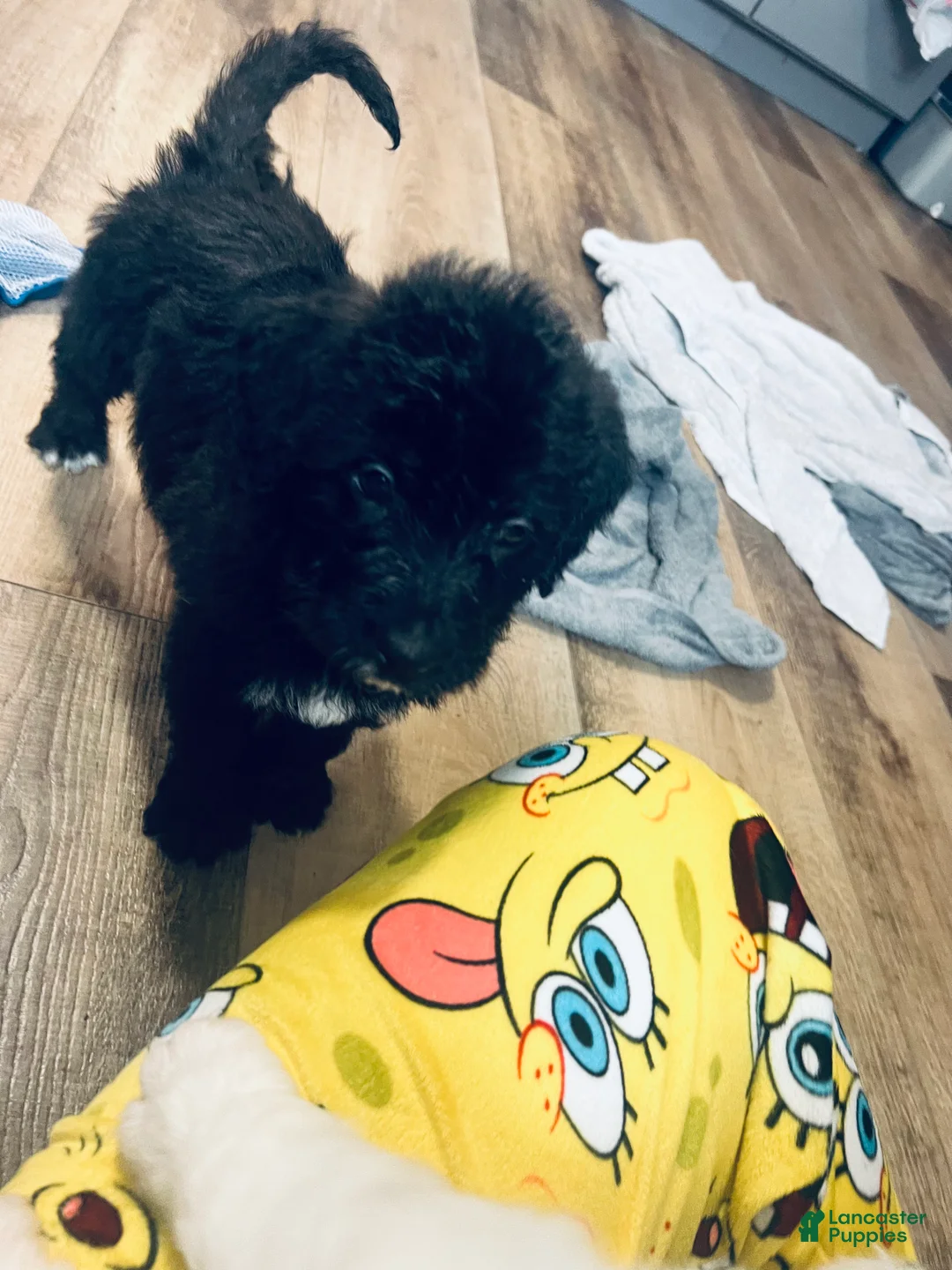 Mixed Breed dogs for sale: Henry - Ad 1