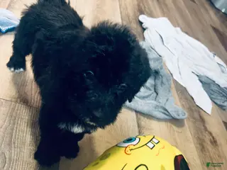 Mixed Breed dogs Henry - Ad 41