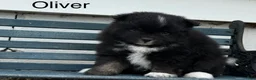 Pomeranian dogs for sale: Oliver - Ad 3
