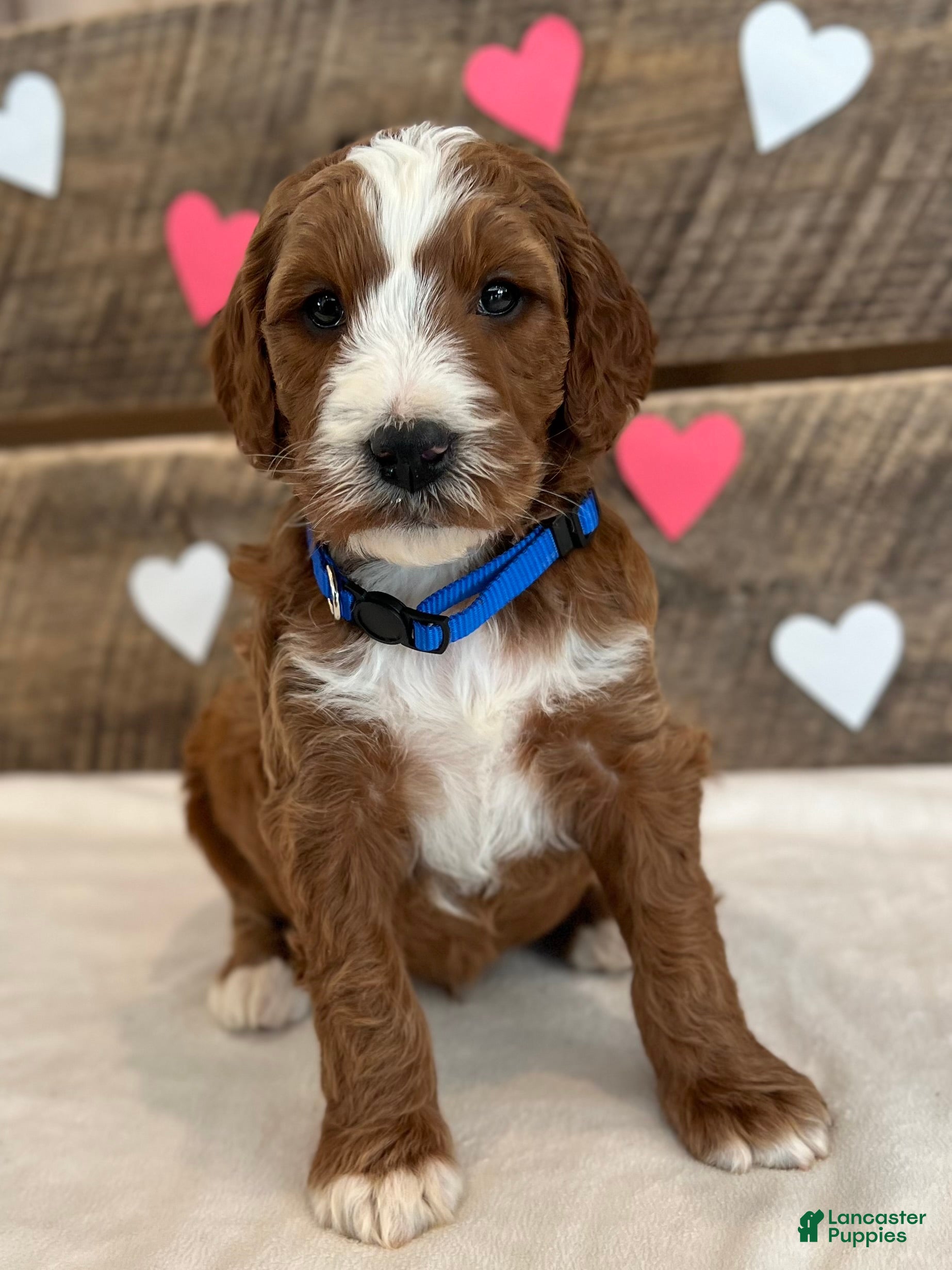 Irish Doodle dogs Murphy - Ad 2