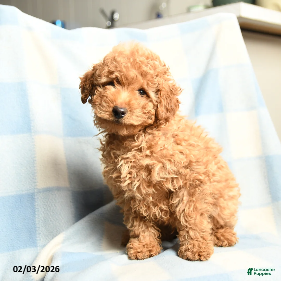 Toy Poodle dogs for sale: Champion - Ad 2