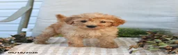 Mini Goldendoodle dogs for sale: Marvin - Ad 1