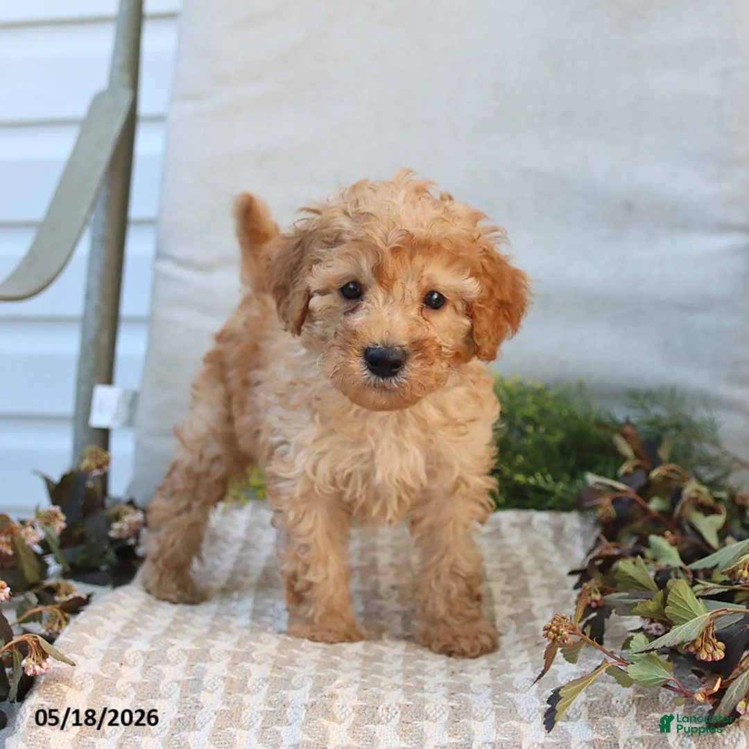 Mini Goldendoodle dogs for sale: Marvin - Ad 1