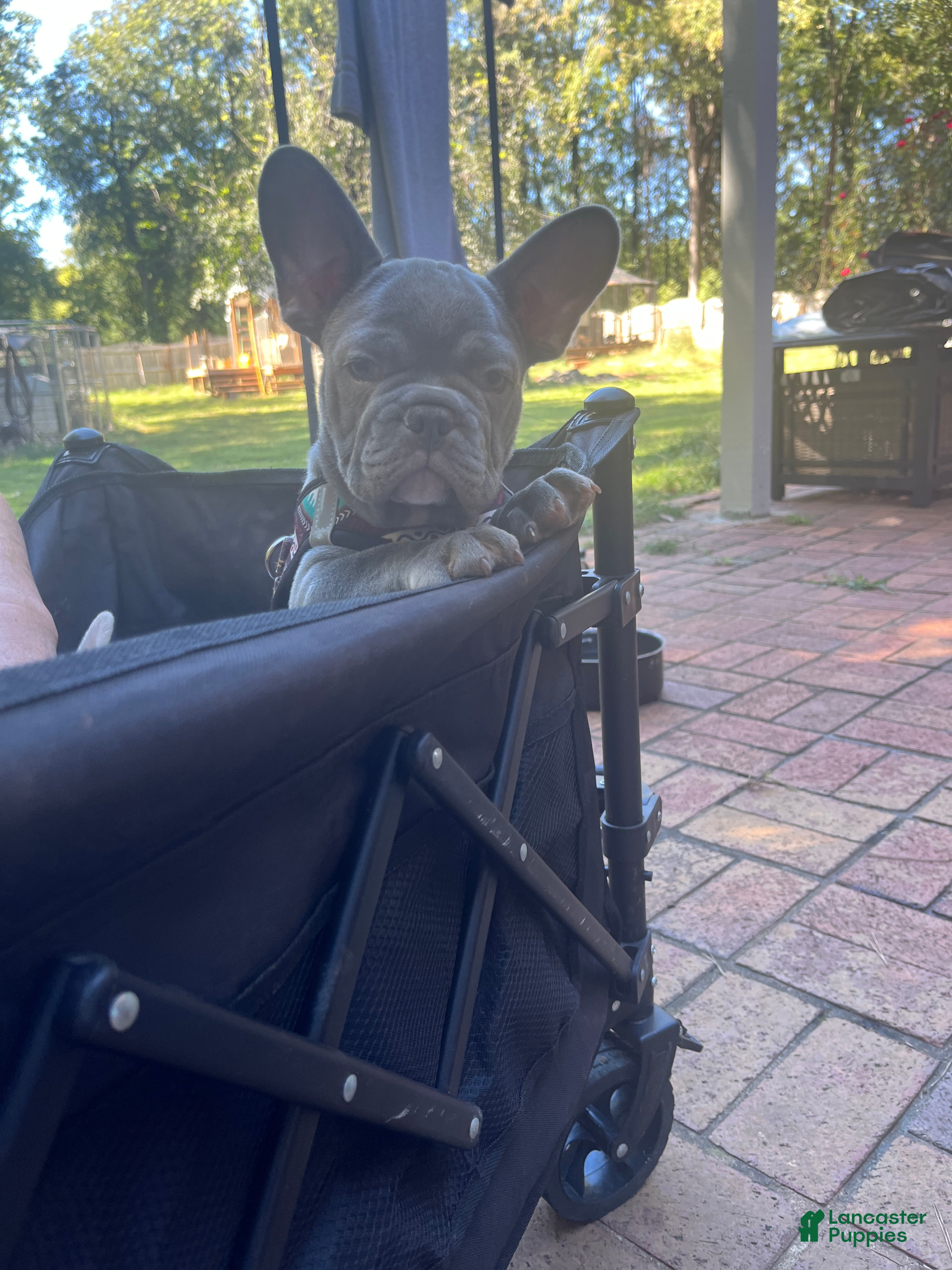 French Bulldog dogs for sale: French Bulldog 6 - Ad 12