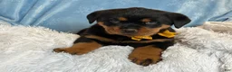 Rottweiler dogs for sale: Sidney - Ad 7