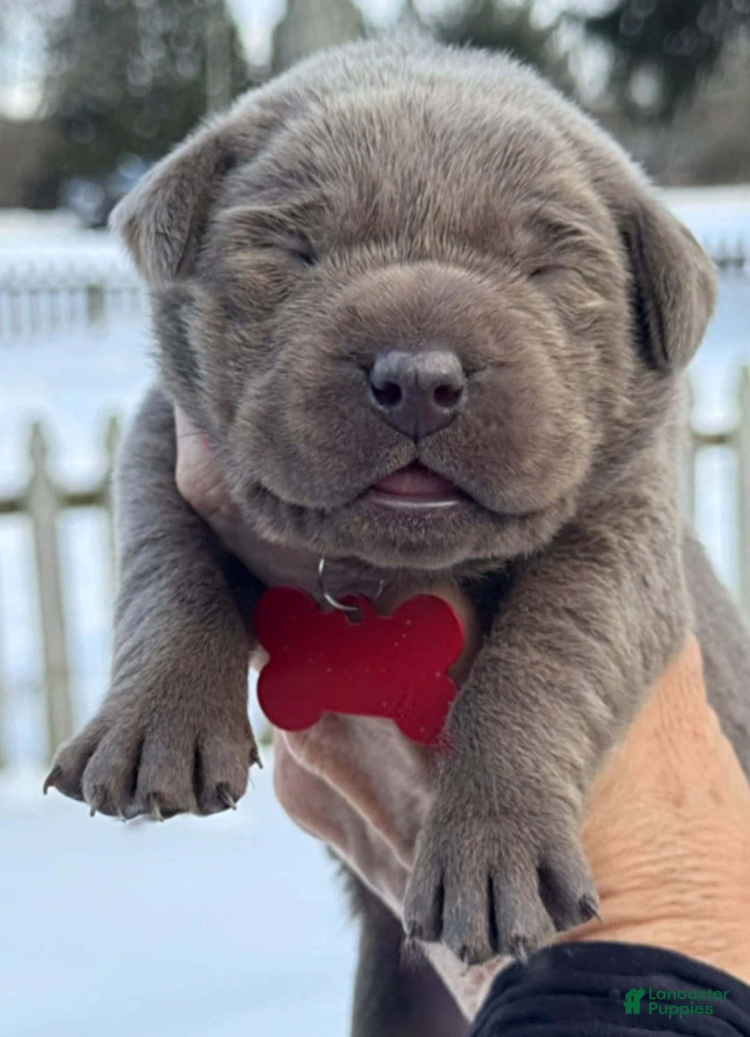 Labrador Retriever dogs for sale: Labrador Retriever Puppy  - Ad 8