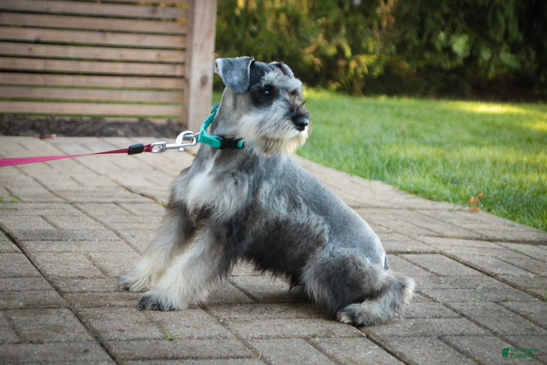 Miniature Schnauzer dogs for sale: Quest Miniature Schnauzer (crate and leash Trained) - Ad 2