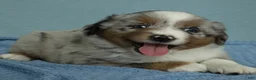 Miniature Australian Shepherd dogs for sale: Forrest 🌲 - Ad 6