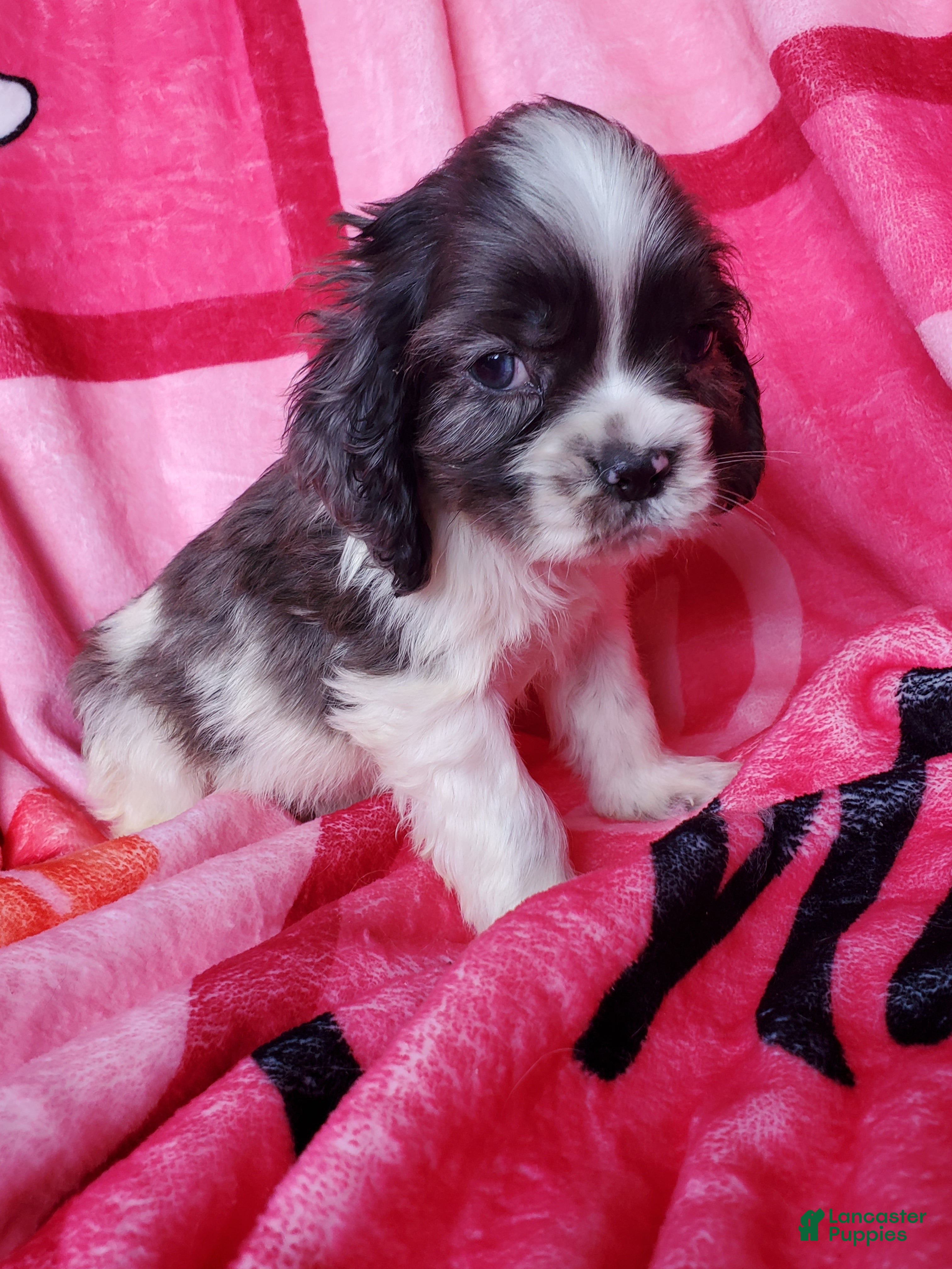 Cocker Spaniel dogs Thor (little one) - Ad 23