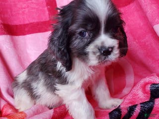 Cocker Spaniel dogs Thor (little one) - Ad 34