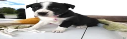 Border Collie dogs for sale: Border Collie Puppy 5 Molly - Ad 2