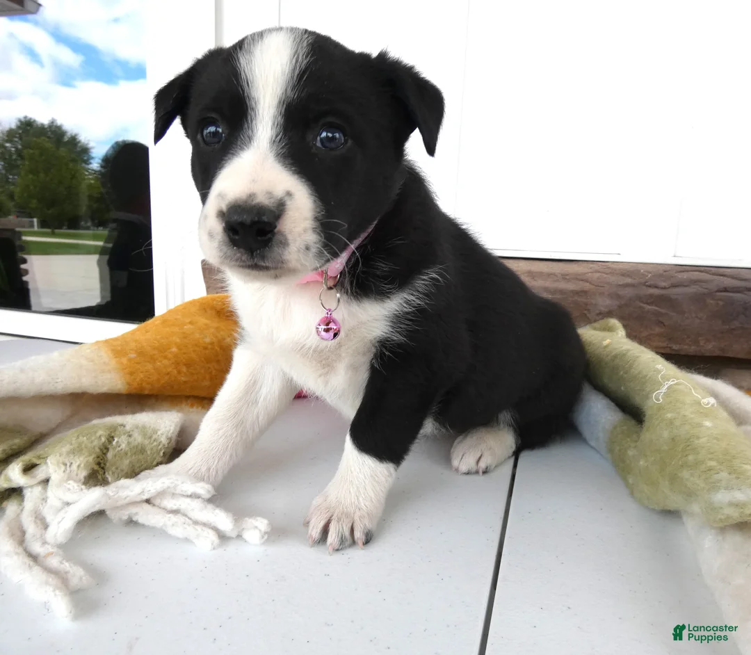 Border Collie dogs for sale: Border Collie Puppy 5 Molly - Ad 2