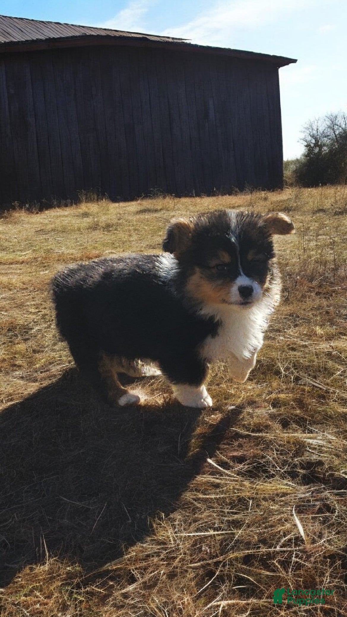 Welsh Corgi Pembroke dogs Blitzen fluffy  - Ad 1