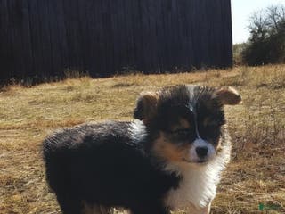 Welsh Corgi Pembroke dogs Blitzen fluffy - Ad 3