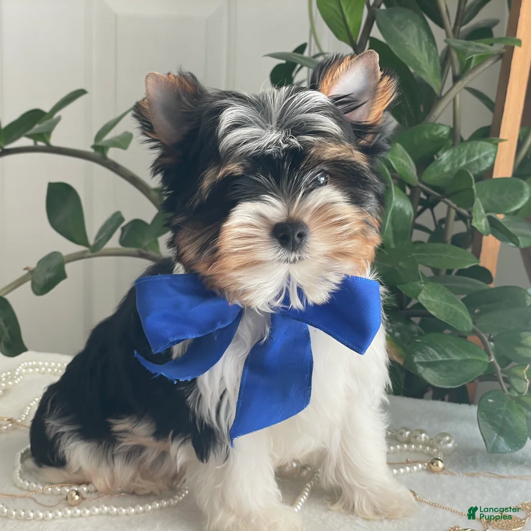 Biewer Terrier dogs for sale: Tony - Ad 14