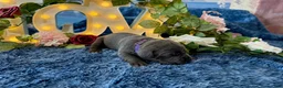 Cane Corso dogs for sale: Presley - Ad 1