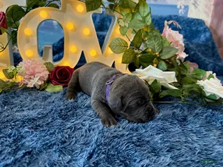 Cane Corso dogs for sale: Presley - Ad 4