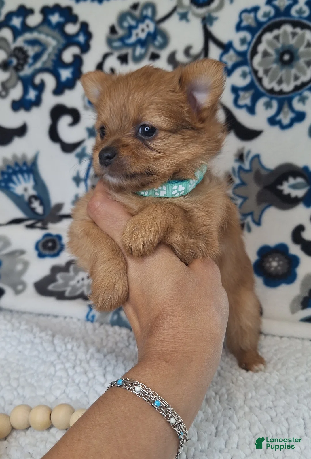 Mixed Breed dogs for sale: Tiny - Ad 1