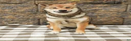 Shiba Inu dogs for sale: Sage (AKC Champion Bloodline) - Ad 5