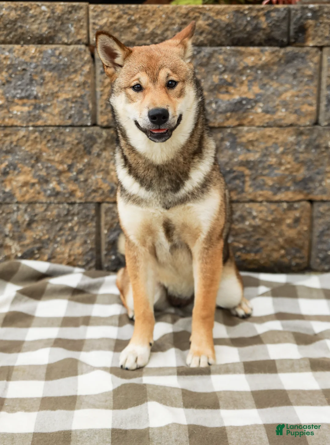 Shiba Inu dogs for sale: Sage (AKC Champion Bloodline) - Ad 5