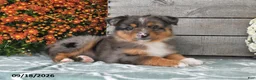 Australian Shepherd dogs for sale: Izzy - Ad 3