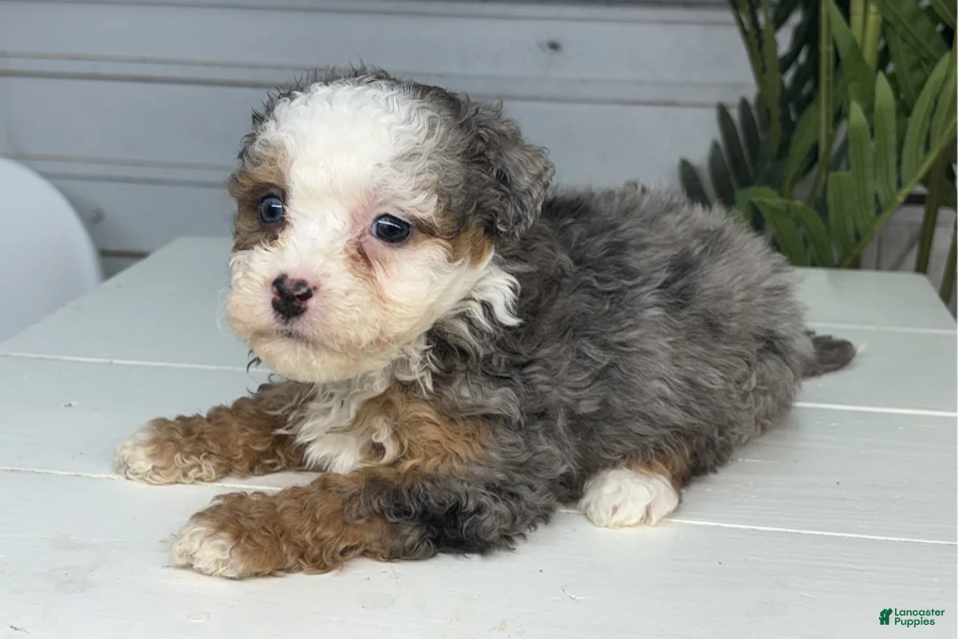 Mini Bernedoodle dogs for sale: Charm - Ad 1