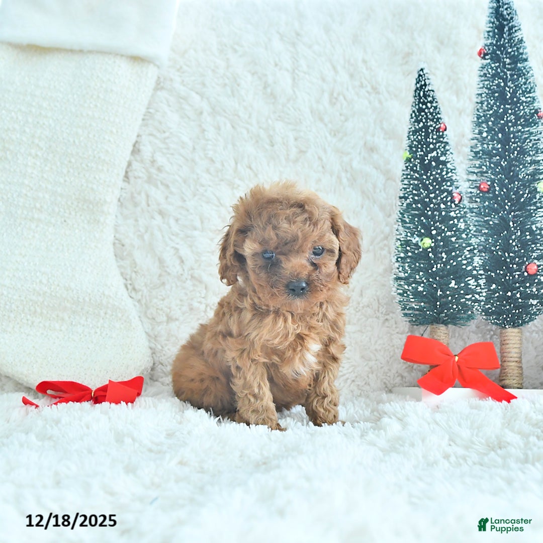 Cavapoo dogs for sale: Jingles - Ad 2