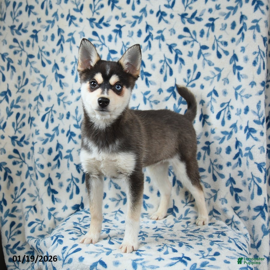 Alaskan Klee Kai dogs Teddy - Ad 2