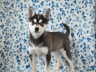 Alaskan Klee Kai dogs Teddy - Ad 4