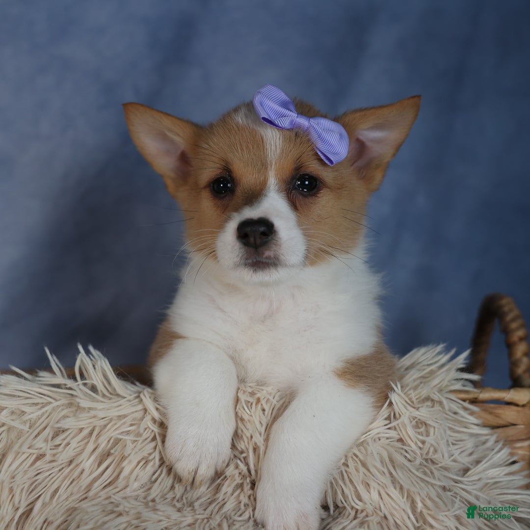 Welsh Corgi Pembroke dogs for sale: Dora - Ad 3