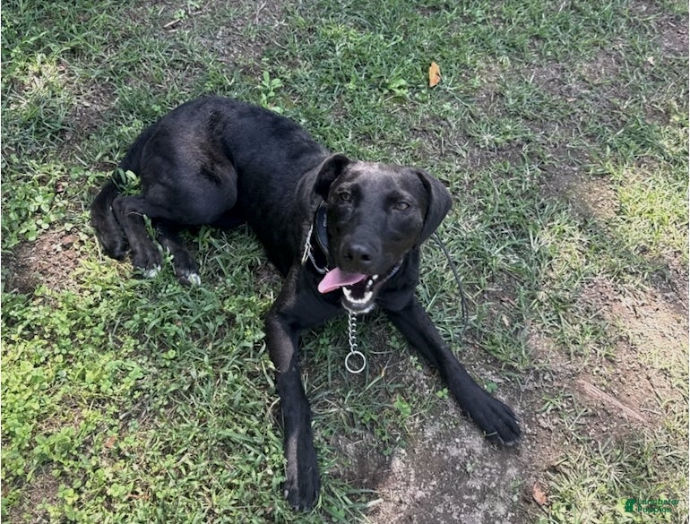 Mixed Breed dogs Annabelle - Ad 1