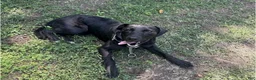 Mixed Breed dogs for sale: Annabelle - Ad 3