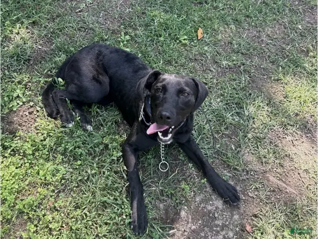 Mixed Breed dogs Annabelle - Ad 1